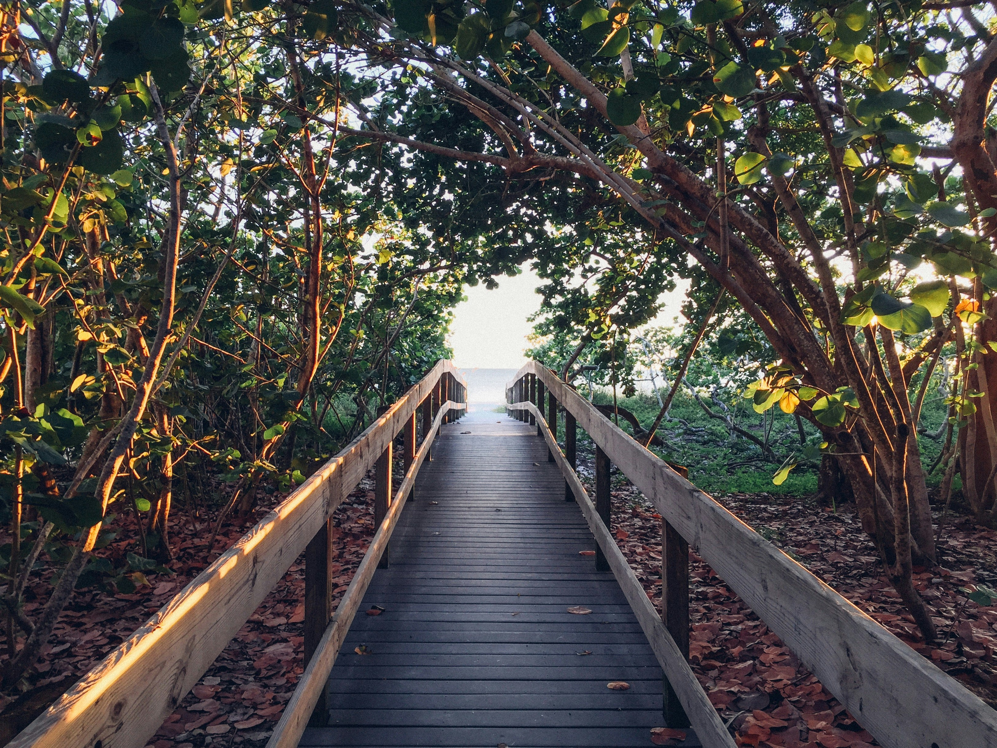 brown wooden dock surround with trees at daytime